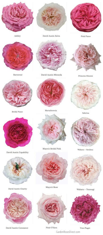 Varieties of Pink Garden Roses - Garden Roses Direct