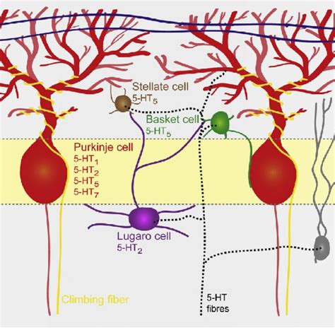 Spatial distribution of serotonin receptors in the rodent cerebellum.... | Download Scientific ...