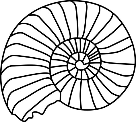 Shell clipart nautilus, Shell nautilus Transparent FREE for download on WebStockReview 2024