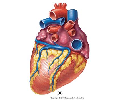 Heart Diagram Unlabeled - Cliparts.co