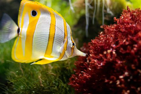 18 Saltwater Aquarium Fish for Beginners | TheGearHunt