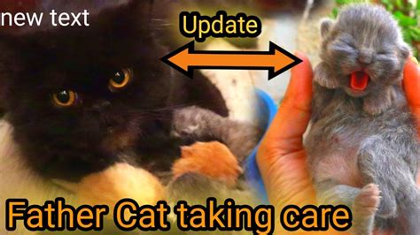 Kittens updates : Kitten Growth Stages || 1 to 9 days update - YouTube