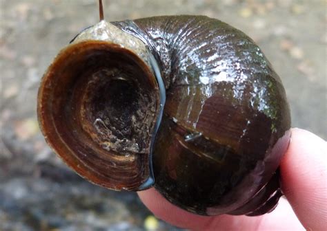 Maryland Biodiversity Project - Japanese Mystery Snail (Cipangopaludina japonica)