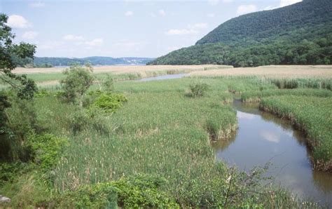 Brackish Tidal Marsh Guide - New York Natural Heritage Program