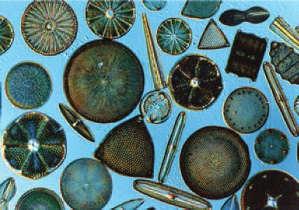 Different shapes of diatoms (Source: Internet) | Download Scientific Diagram