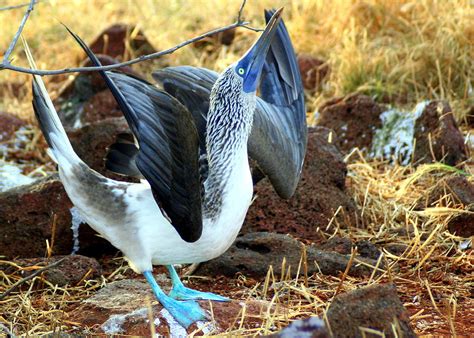 Mating Dance of the Blue Footed Booby Photograph by Laurel Talabere ...