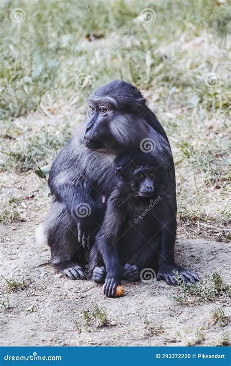 Cute Baby Tonkean Macaque Monkey with Its Mother Stock Photo - Image of ...