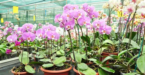 How to Make Your Own Orchid Fertilizer - World of Flowering Plants