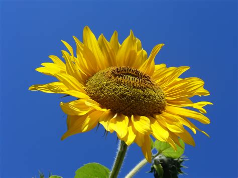 File:Sunflower from Silesia.JPG - Wikimedia Commons
