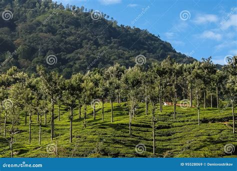 Tea Field in Coonoor, Tamil Nadu, India Stock Image - Image of ...