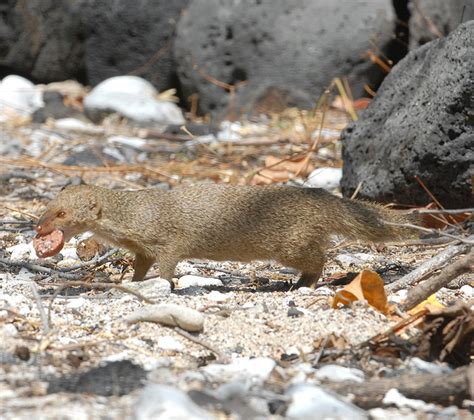 State, feds propose greater mongoose, rodent controls - West Hawaii Today