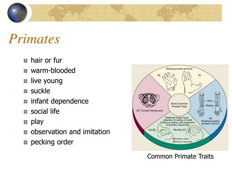 PPT - Primate Classification PowerPoint Presentation, free download - ID:4258398