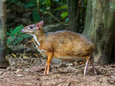 Chevrotain Size