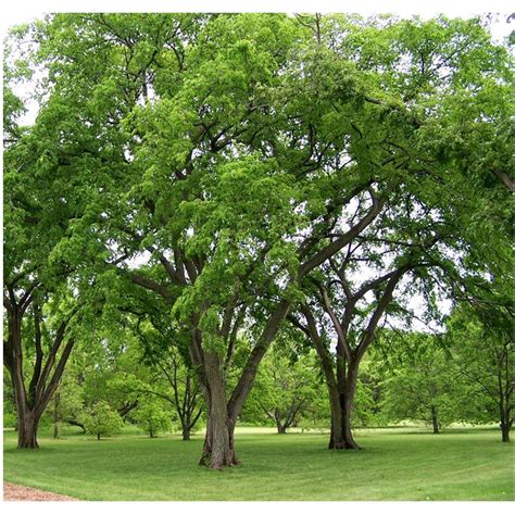 American Elm Tree - 1 Gallon | Elm tree, Fast growing shade trees, Fast ...