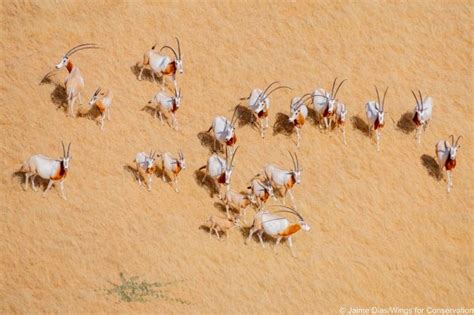 Rewilding The Sahara and The Sahel - Africa Biodiversity Collaborative Group (ABCG)