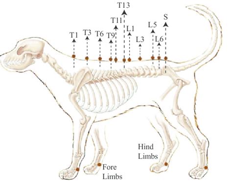 Canine Spine Anatomy Diagram