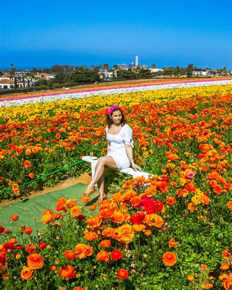 Visiting The Flower Fields in Carlsbad | Le Wild Explorer | Carlsbad flower fields, Flower field ...