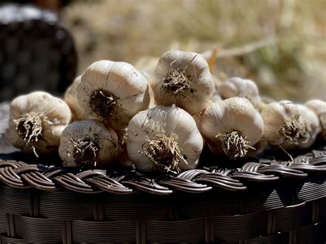 Planting Garlic: Tips and Tricks for a Successful Harvest for Beginners ...