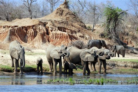 Wildlife Highlights of Zambia - Safari Consultants