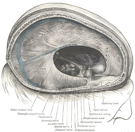 Tentorium cerebelli - Ars Neurochirurgica