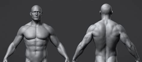 Male Anatomy Reference Model 3D Model $20 - .obj .ma .ztl - Free3D