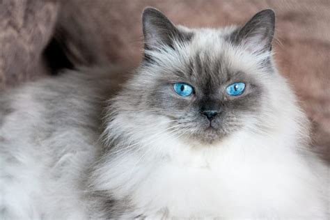 All About the Himalayan Cat - Critter Culture