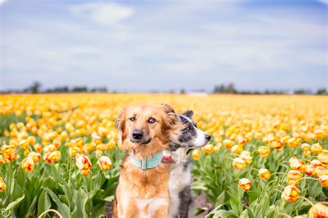 My Traumatized Rescue Dog Enjoys Being In Flower Fields, So We Take Her ...