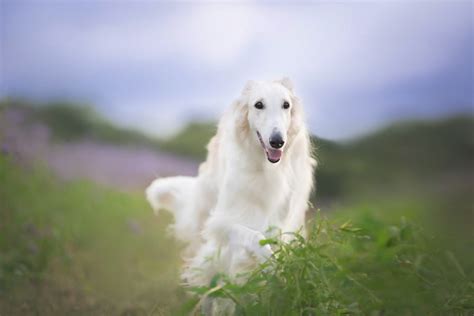 9 Quiet Dog Breeds: They’re Perfect for Apartments - Cute Animal Planet