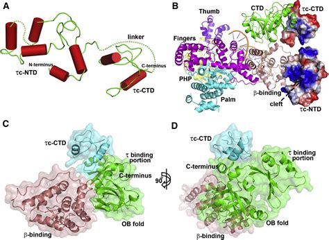 Structure of the PolIIIα-τc-DNA Complex Suggests an Atomic Model of the Replisome: Structure