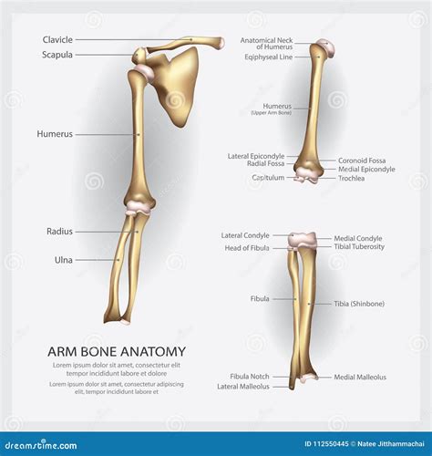 Arm Bone Anatomy with Detail Stock Vector - Illustration of ...