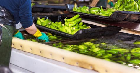 Going Bananas: A look at the supply chain for the most consumed fruit