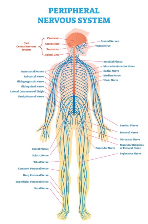 Referred Pain - Glebe Physio