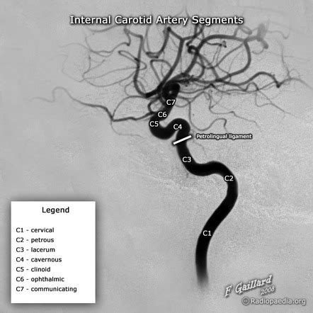 Ica Anatomy - Anatomical Charts & Posters