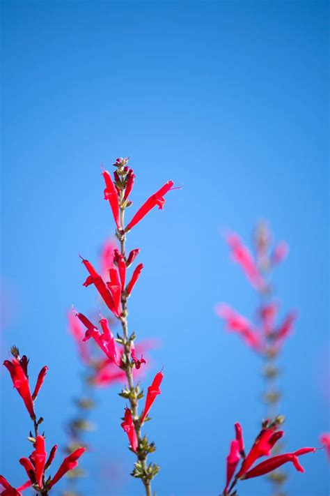 How To Overwinter Pineapple Sage