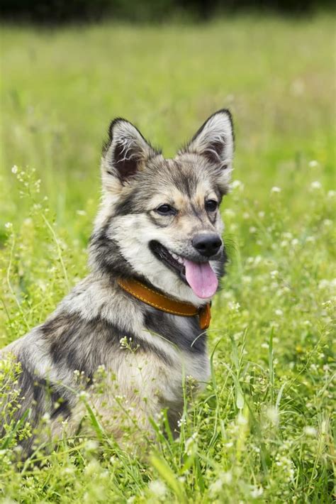 The Swedish Vallhund - What's So Special About This Dog Breed?