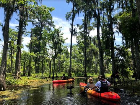 The 11 Best Swamp Tours in New Orleans | Travel | US News