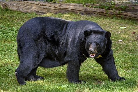 Asiatic Black Bears | Domain Of The Bears