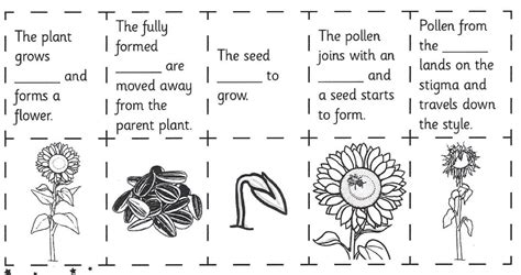 Plant Life Cycle For Kids Worksheet