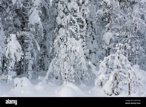 during winter in Lapland, Sweden, with snow and ice Stock Photo - Alamy