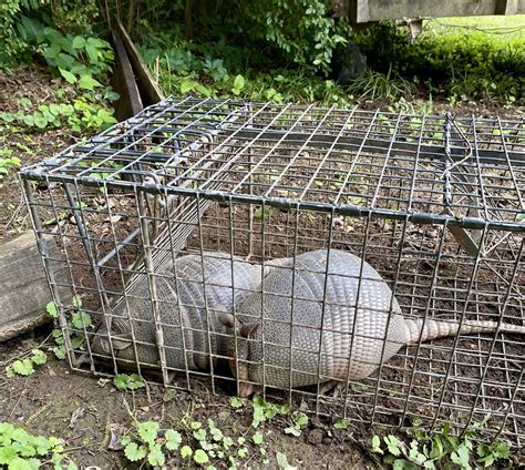 Armadillo holes in yard - hetymental