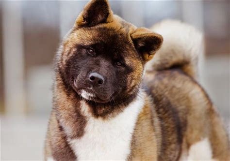 Американська акіта: характеристика породи собак, цуценят ціна