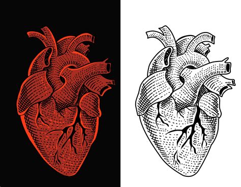 Anatomical Heart Vector Art, Icons, and Graphics for Free Download