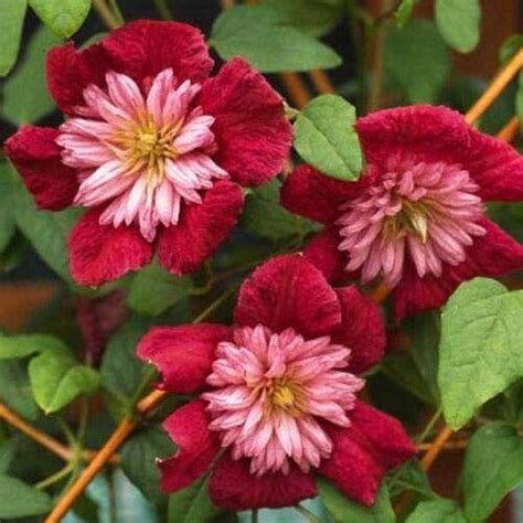 25 Double Red Clematis Seeds Large Bloom Climbing Perennial Garden Flower - Burgundy Colors