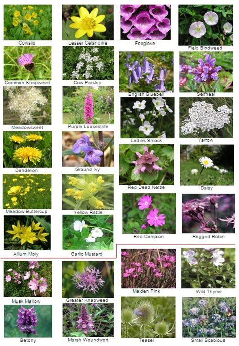 British wild flowers, Wild flowers uk, Flowers uk