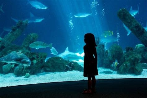 ABQ BioPark Aquarium is one of the very best things to do in Albuquerque