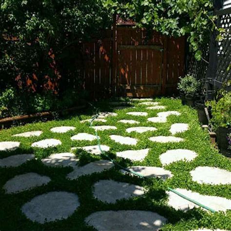 Miniclover® White Clover Seeds For Clover Lawns