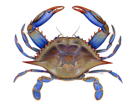 Blue Crab Drawing at GetDrawings | Free download