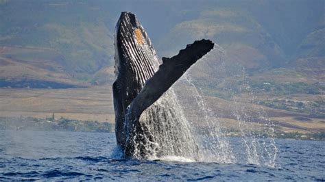 Whale Watching Maui | Maui's #1 Choice for Whale Watching Tours