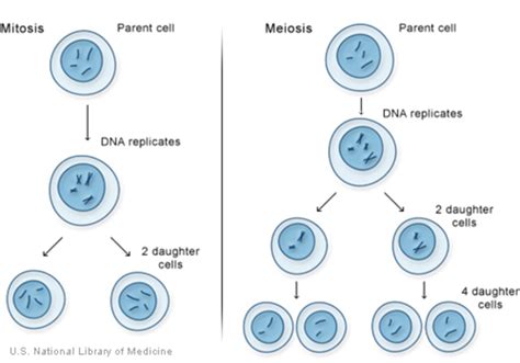 How do cells divide?: MedlinePlus Genetics