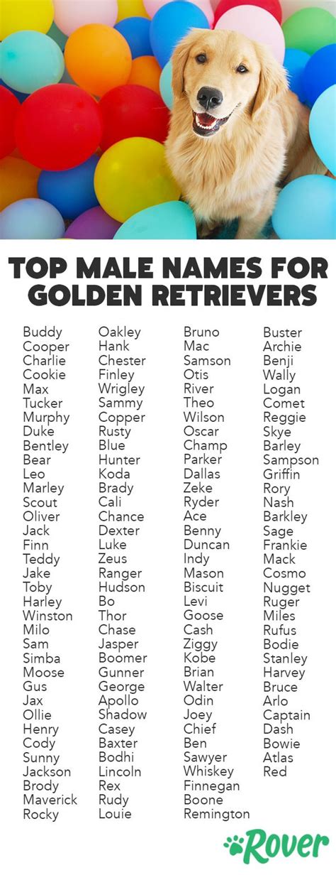 The 300 Most Popular Golden Retriever Names | Golden retriever names ...